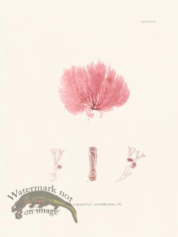 Bradbury Seaweed 128